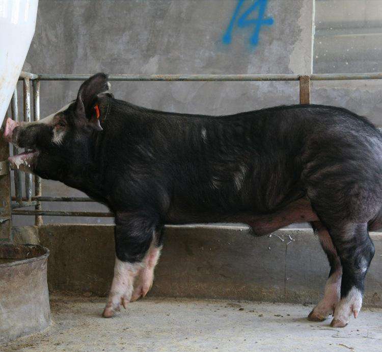 三亿体育:适合暑假的预习资料,初中古诗文赏析,为孩子打印一份学习(图4) 三亿体育