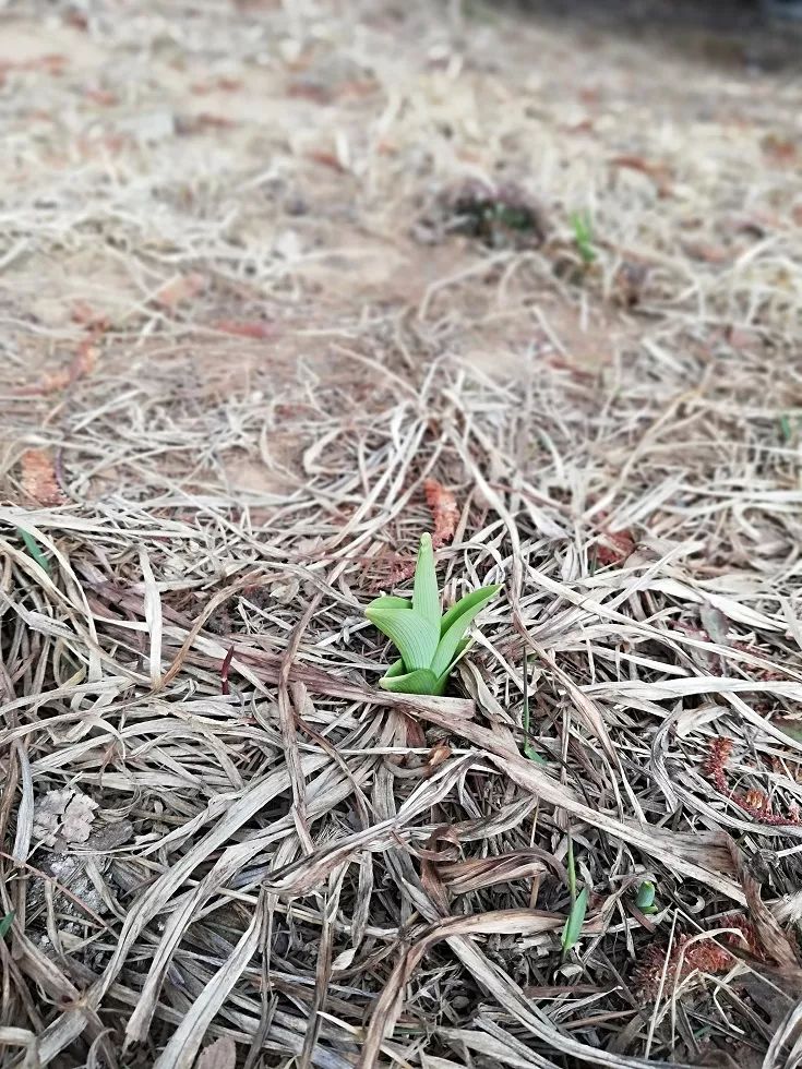 刘阔花鸟画诠释“春华秋韵”‘三亿体育官网’(图4) 三亿体育手机版